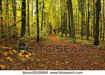 "A trail leading through a colourful forest in autumn, Enzenreuth, Franconian Switzerland, Middle Franconia, Bavaria, Germany, Europe" View Large Photo Image Picture - "A trail leading through a colourful forest in autumn, Enzenreuth, Franconian Switzerland, Middle Franconia, Bavaria, Germany, Europe". Fotosearch