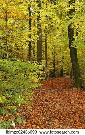 "A trail leading through a colourful mixed forest in autumn, Enzenreuth, Franconian Switzerland, Middle Franconia, Bavaria, Germany, Europe" View Large Photo Image Stock Image - "A trail leading through a colourful mixed forest in autumn, Enzenreuth, Franconian Switzerland, Middle Franconia, Bavaria, Germany, Europe". Fotosearch