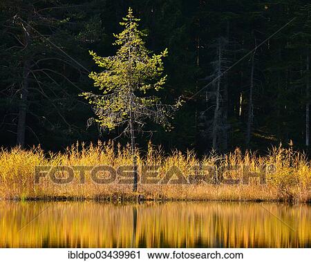 "A tree standing alone amidst the weeds seaming Lake Moeserer See, near Mosern, Tyrol, Austria, Europe" View Large Photo Image Stock Image - "A tree standing alone amidst the weeds seaming Lake Moeserer See, near Mosern, Tyrol, Austria, Europe". Fotosearch