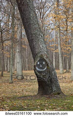 "A tree with a smiley face, Hudson Mills Metropark, near Ann Arbor, Michigan, United States, North America" View Large Photo Image Stock Image - "A tree with a smiley face, Hudson Mills Metropark, near Ann Arbor, Michigan, United States, North America". Fotosearch