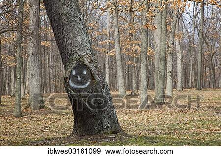 Stock Photo - "A tree with a smiley face, Hudson Mills Metropark, near Ann Arbor, Michigan, United States, North America". Fotosearch