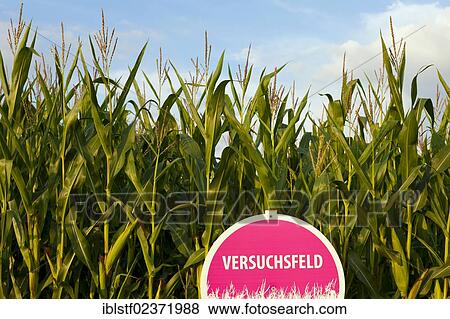Stock Photo - "A trial field of corn, Germany, Europe". Fotosearch