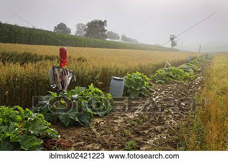A vegetable field with scarecrows on Dinkelberg mountain, between Minseln, Adelhausen and Eichsel, Rheinfelden - Baden, Baden-Wuerttemberg, Germany, Europe View Large Photo Image Stock Image - A vegetable field with scarecrows on Dinkelberg mountain, between Minseln, Adelhausen and Eichsel, Rheinfelden - Baden, Baden-Wuerttemberg, Germany, Europe. Fotosearch