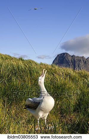 "A wandering albatross (Diomedea exulans) at the nesting site calling as a welcome for its returning partner, Bay of Isles, South Georgia and South Sandwich Islands, British overseas territory" View Large Photo Image Stock Image - "A wandering albatross (Diomedea exulans) at the nesting site calling as a welcome for its returning partner, Bay of Isles, South Georgia and South Sandwich Islands, British overseas territory". Fotosearch