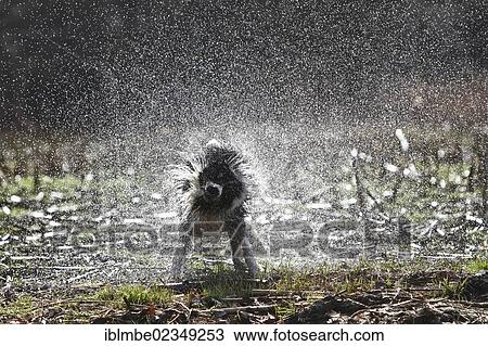 Stock Image - A wet Border Collie shaking off water. Fotosearch