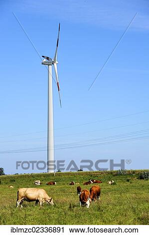 "A wind turbine, grazing cows in the foreground, Kuhlrade, Mecklenburg-Western Pomerania, Germany, Europe" View Large Photo Image Stock Image - "A wind turbine, grazing cows in the foreground, Kuhlrade, Mecklenburg-Western Pomerania, Germany, Europe". Fotosearch