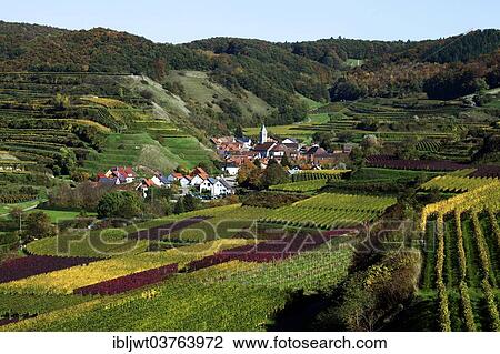 "A wine village and cultural landscape in autumn, Schelingen, Vogtsburg im Kaiserstuhl, Baden-Wuerttemberg, Germany, Europe" View Large Photo Image Stock Image - "A wine village and cultural landscape in autumn, Schelingen, Vogtsburg im Kaiserstuhl, Baden-Wuerttemberg, Germany, Europe". Fotosearch