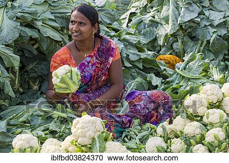 Stock Image - "A woman is selling cauliflowers at the weekly vegetable market, Nasik, Maharashtra, India, Asia". Fotosearch
