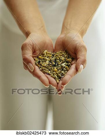 A woman's hands are holding dried herbs View Large Photo Image Stock Image - A woman's hands are holding dried herbs. Fotosearch