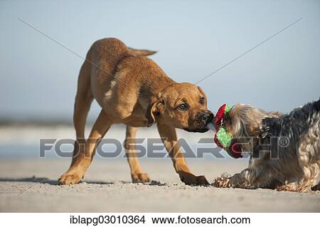 "A Yorkshire Terrier and a mixed breed puppy playing on the beach, Schleswig-Holstein, Germany, Europe" View Large Photo Image Picture - "A Yorkshire Terrier and a mixed breed puppy playing on the beach, Schleswig-Holstein, Germany, Europe". Fotosearch