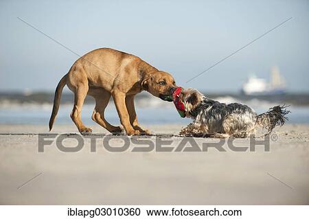 "A Yorkshire Terrier and a mixed breed puppy playing on the beach, Schleswig-Holstein, Germany, Europe" View Large Photo Image Stock Image - "A Yorkshire Terrier and a mixed breed puppy playing on the beach, Schleswig-Holstein, Germany, Europe". Fotosearch