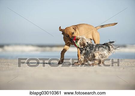 "A Yorkshire Terrier and a mixed breed puppy playing on the beach, Schleswig-Holstein, Germany, Europe" View Large Photo Image Stock Image - "A Yorkshire Terrier and a mixed breed puppy playing on the beach, Schleswig-Holstein, Germany, Europe". Fotosearch