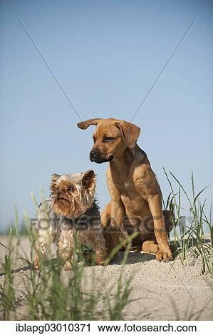 Stock Image - "A Yorkshire Terrier and a mixed breed puppy sitting on a dune at the beach, Schleswig-Holstein, Germany, Europe". Fotosearch