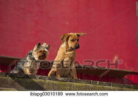 "A Yorkshire Terrier and a mixed breed puppy sitting in front of a red wall, Schleswig-Holstein, Germany, Europe" View Large Photo Image Stock Photo - "A Yorkshire Terrier and a mixed breed puppy sitting in front of a red wall, Schleswig-Holstein, Germany, Europe". Fotosearch