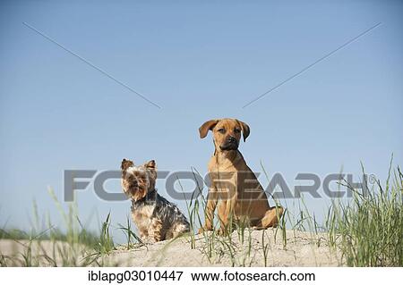 Stock Photo - "A Yorkshire Terrier and a mixed breed puppy sitting on a dune at the beach, Schleswig-Holstein, Germany, Europe". Fotosearch