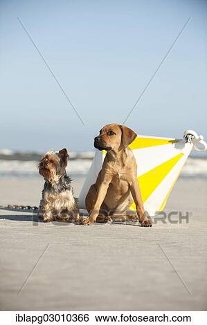 "A Yorkshire Terrier and a mixed breed puppy sitting next to a buoy at the beach, Schleswig-Holstein, Germany, Europe" View Large Photo Image Stock Photograph - "A Yorkshire Terrier and a mixed breed puppy sitting next to a buoy at the beach, Schleswig-Holstein, Germany, Europe". Fotosearch