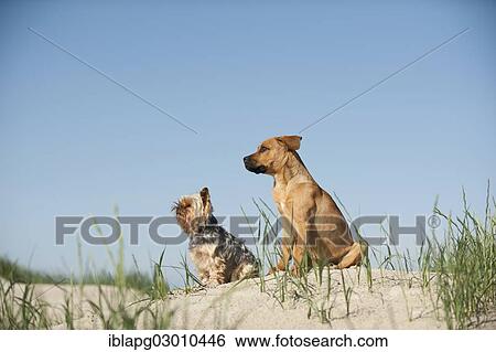 "A Yorkshire Terrier and a mixed breed puppy sitting on a dune at the beach, Schleswig-Holstein, Germany, Europe" View Large Photo Image Stock Photograph - "A Yorkshire Terrier and a mixed breed puppy sitting on a dune at the beach, Schleswig-Holstein, Germany, Europe". Fotosearch