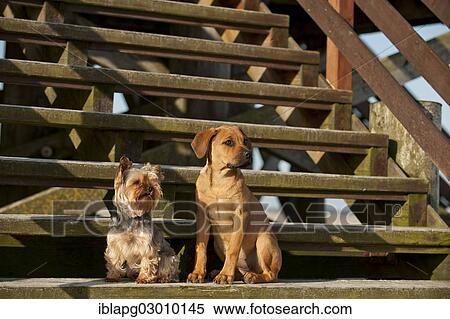 "A Yorkshire Terrier and a mixed breed puppy sitting on a wooden staircase, Schleswig-Holstein, Germany, Europe" View Large Photo Image Stock Photography - "A Yorkshire Terrier and a mixed breed puppy sitting on a wooden staircase, Schleswig-Holstein, Germany, Europe". Fotosearch