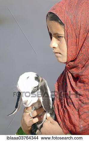 "A young Bedouin girl with goat, Hurghada, Egypt, Africa" View Large Photo Image Picture - "A young Bedouin girl with goat, Hurghada, Egypt, Africa". Fotosearch