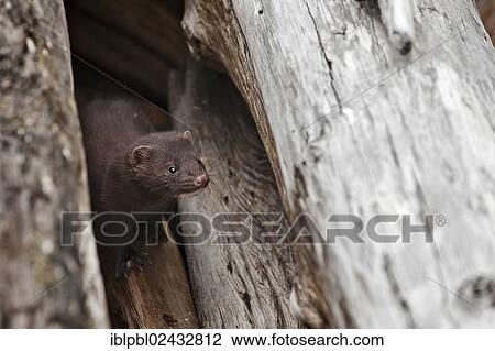 "A young Mink (Neovison vison), Elizabeth Island, Alaska, United States, North America" View Large Photo Image Stock Image - "A young Mink (Neovison vison), Elizabeth Island, Alaska, United States, North America". Fotosearch