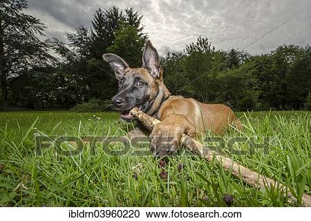 "A young police dog in Schutzhund or protection dog training on a training field of the police, Duisburg, North Rhine-Westphalia, Germany, Europe" View Large Photo Image Stock Image - "A young police dog in Schutzhund or protection dog training on a training field of the police, Duisburg, North Rhine-Westphalia, Germany, Europe". Fotosearch