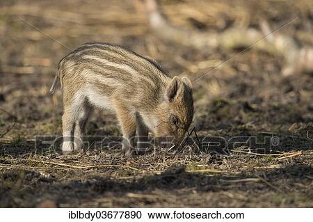 "A young Wild Boar (Sus scrofa), piglet, foraging for food. Kloevensteen game reserve, Rissen, Hamburg, Hamburg, Germany, Europe" View Large Photo Image Stock Image - "A young Wild Boar (Sus scrofa), piglet, foraging for food. Kloevensteen game reserve, Rissen, Hamburg, Hamburg, Germany, Europe". Fotosearch
