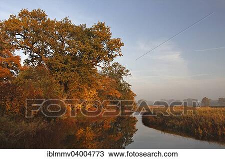 Stock Image - "Abandoned channel of the floodplain landscape in autumnal evening light, Middle Elbe Biosphere Reserve, Dessau-Rosslau, Saxony-Anhalt, Germany, Europe". Fotosearch