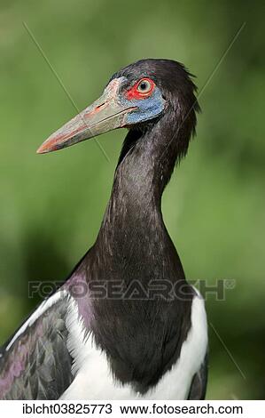 "Abdim's Stork (Ciconia abdimii), portrait, native to Africa, captive, Germany, Europe" View Large Photo Image Stock Image - "Abdim's Stork (Ciconia abdimii), portrait, native to Africa, captive, Germany, Europe". Fotosearch