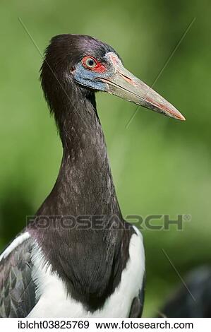 "Abdim's Stork (Ciconia abdimii), portrait, native to Africa, captive, Germany, Europe" View Large Photo Image Stock Photo - "Abdim's Stork (Ciconia abdimii), portrait, native to Africa, captive, Germany, Europe". Fotosearch