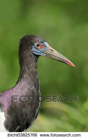 Stock Photograph - "Abdim's Stork (Ciconia abdimii), portrait, native to Africa, captive, Germany, Europe". Fotosearch