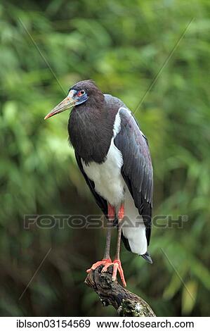 "Abdim's Stork or White-bellied Stork (Ciconia abdimii), native to Africa, captive, Landau, Rhineland-Palatinate, Germany, Europe" View Large Photo Image Stock Photo - "Abdim's Stork or White-bellied Stork (Ciconia abdimii), native to Africa, captive, Landau, Rhineland-Palatinate, Germany, Europe". Fotosearch