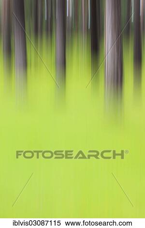 Abstract forest with blurred tree trunks and green grass View Large Photo Image Stock Photography - Abstract forest with blurred tree trunks and green grass. Fotosearch