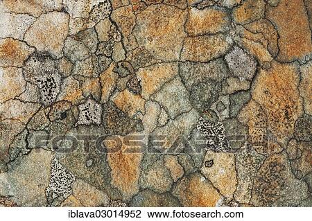"Abstract view of a lichen mosaic growing on a rock, Aigas Field Centre, Beauly, Inverness-Shire, United Kingdom, Europe" View Large Photo Image Stock Image - "Abstract view of a lichen mosaic growing on a rock, Aigas Field Centre, Beauly, Inverness-Shire, United Kingdom, Europe". Fotosearch