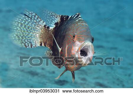 "Abudjubbe's splendor wrasse (Cheilinus abudjubbe) opening mouth, Makadi Bay, Red Sea, Hurghada, Egypt, Africa" View Large Photo Image Stock Image - "Abudjubbe's splendor wrasse (Cheilinus abudjubbe) opening mouth, Makadi Bay, Red Sea, Hurghada, Egypt, Africa". Fotosearch