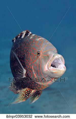"Abudjubbe's splendor wrasse (Cheilinus abudjubbe) opening mouth, Makadi Bay, Red Sea, Hurghada, Egypt, Africa" View Large Photo Image Stock Image - "Abudjubbe's splendor wrasse (Cheilinus abudjubbe) opening mouth, Makadi Bay, Red Sea, Hurghada, Egypt, Africa". Fotosearch