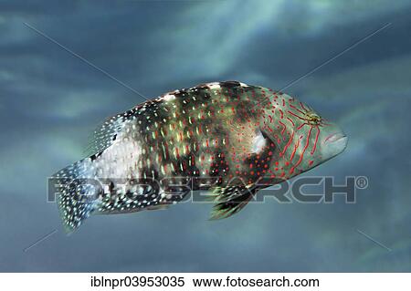 "Abudjubbe's splendor wrasse (Cheilinus abudjubbe) Makadi Bay, Red Sea, Hurghada, Egypt, Africa" View Large Photo Image Stock Photography - "Abudjubbe's splendor wrasse (Cheilinus abudjubbe) Makadi Bay, Red Sea, Hurghada, Egypt, Africa". Fotosearch