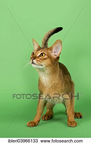 Stock Image - "Abyssinian cat, 1 year, ruddy". Fotosearch