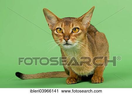 "Abyssinian cat, 1 year, ruddy" View Large Photo Image Stock Image - "Abyssinian cat, 1 year, ruddy". Fotosearch