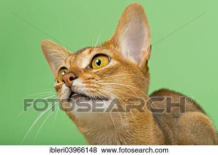 "Abyssinian cat, 1 year, ruddy" View Large Photo Image Stock Photo - "Abyssinian cat, 1 year, ruddy". Fotosearch