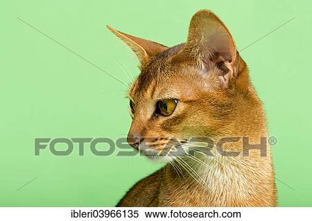 Stock Photography - "Abyssinian cat, 1 year, ruddy". Fotosearch