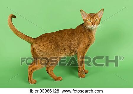 "Abyssinian Cat, 2 years, sorrel" View Large Photo Image Stock Photo - "Abyssinian Cat, 2 years, sorrel". Fotosearch