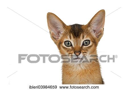 "Abyssinian, cat breed, kitten, 9 weeks, ruddy" View Large Photo Image Stock Photo - "Abyssinian, cat breed, kitten, 9 weeks, ruddy". Fotosearch