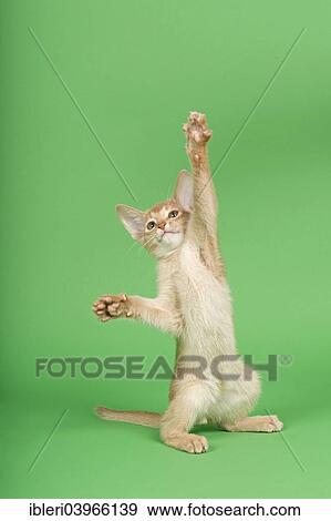 Abyssinian cat View Large Photo Image Stock Photo - Abyssinian cat. Fotosearch