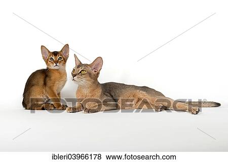 Abyssinian cat with kitten View Large Photo Image Stock Photo - Abyssinian cat with kitten. Fotosearch