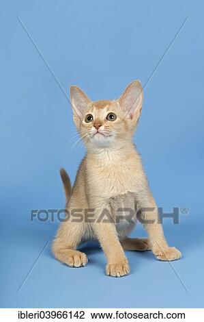 "Abyssinian kitten, 9 weeks, colour fawn" View Large Photo Image Stock Image - "Abyssinian kitten, 9 weeks, colour fawn". Fotosearch