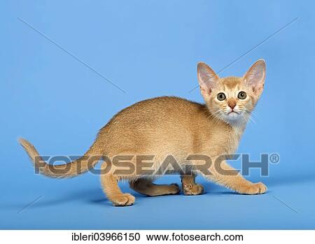 "Abyssinian kitten, 9 weeks, colour fawn" View Large Photo Image Stock Image - "Abyssinian kitten, 9 weeks, colour fawn". Fotosearch