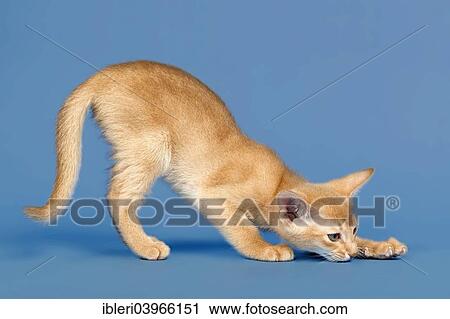 "Abyssinian kitten, 9 weeks, colour fawn" View Large Photo Image Stock Image - "Abyssinian kitten, 9 weeks, colour fawn". Fotosearch