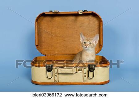 "Abyssinian kitten, 9 weeks, colour fawn, in a suitcase" View Large Photo Image Stock Image - "Abyssinian kitten, 9 weeks, colour fawn, in a suitcase". Fotosearch