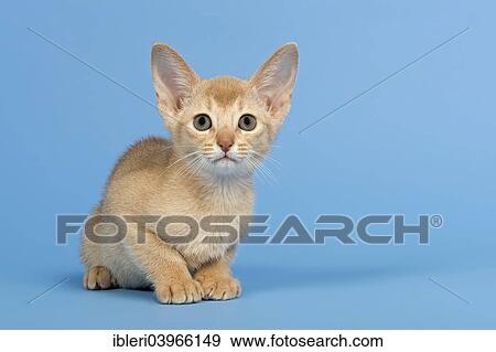 Stock Photo - "Abyssinian kitten, 9 weeks, colour fawn". Fotosearch