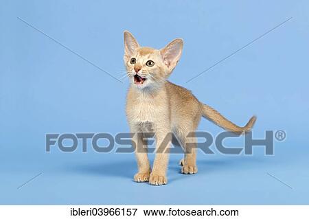 Stock Photo - "Abyssinian kitten, 9 weeks, colour fawn". Fotosearch